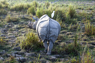 Assam - November 2012