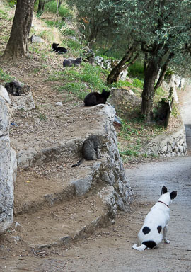 Napels en Amalfi-kust - 2105