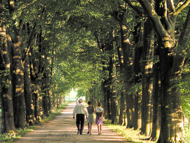 Nederlands Landschap