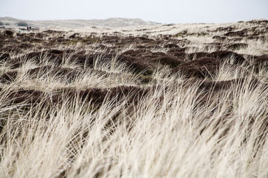 Nederlands Landschap
