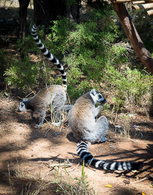 Madagaskar -  2016